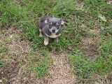 Chiots Chihuahua à poil court disponibles