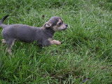 Chiots Chihuahua à poil court disponibles