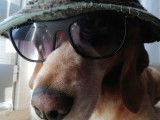Chien Beagle à donner
