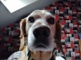 Chien Beagle à donner