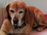 Chien Beagle à donner