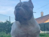 American Bully standard pour saillie