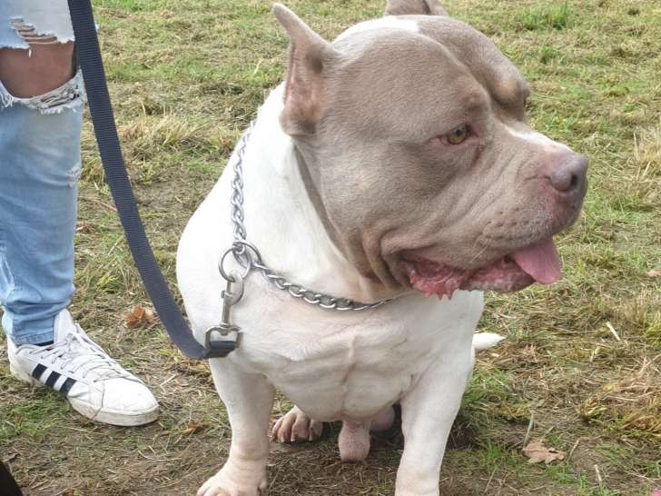 American Bully standard pour saillie