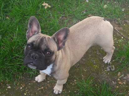 Elevage De Bouledogue Francais Vaucluse Liste Des Eleveurs De Bouledogue Francais