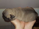 Chiots de type Bouledogue Français à vendre