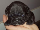 Chiots de type Bouledogue Français à vendre