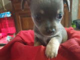 2 chiots Chihuahua à vendre (2 Femelles)