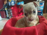 2 chiots Chihuahua à vendre (2 Femelles)