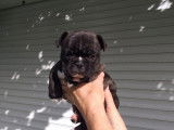3 chiots Bouledogue français à vendre (3 Femelles)