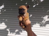 3 chiots Bouledogue français à vendre (3 Femelles)