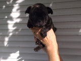 3 chiots Bouledogue français à vendre (3 Femelles)
