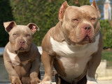 &Eacute;talon American Bully pocket extr&ecirc;me ABKC/EBKC/ABR