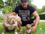 &Eacute;talon American Bully pocket extr&ecirc;me ABKC/EBKC/ABR
