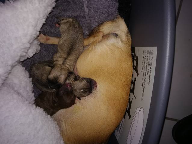 Chiots Chihuahuas de couleur rare à vendre Petite