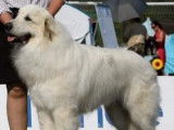 Chien de Montagne des Pyrénées pour saillie
