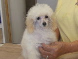 Chiots Caniches Toy blancs à vendre