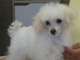 Chiots Caniches Toy blancs à vendre