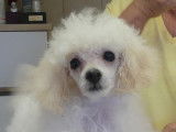 Chiots Caniches Toy blancs à vendre