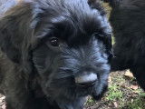 Magnifiques chiots Briards noirs