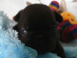 5 chiots Bouledogue Fran&ccedil;ais &agrave; vendre (3 Femelles & 2 M&acirc;les)