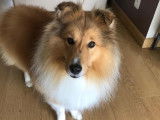 Male Berger des Shetland fauve pour saillie