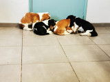 Chiots Basset Hound de France à vendre