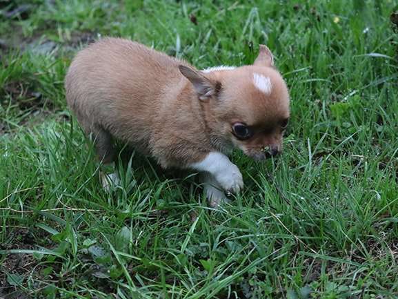 Chihuahua à poil court LOF disponible