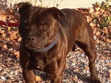 Propose étalon Staffordshire Bull Terrier pour saillie