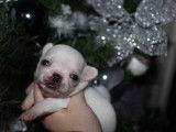 Magnifiques chiot chihuahua àréserver
