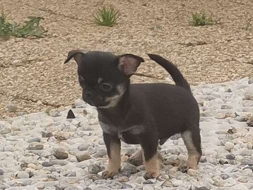 Chihuahua mâle poil court LOF à vendre