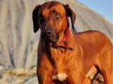 Rhodesian Ridgeback LOSH pour saillie