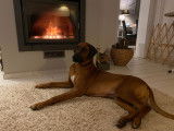 Rhodesian Ridgeback LOSH pour saillie