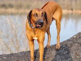 Rhodesian Ridgeback LOSH pour saillie