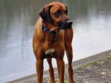 Rhodesian Ridgeback LOSH pour saillie