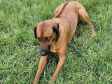 Rhodesian Ridgeback LOSH pour saillie