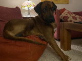 Rhodesian Ridgeback LOSH pour saillie