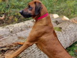 Rhodesian Ridgeback LOSH pour saillie