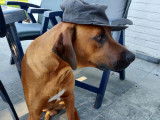 Rhodesian Ridgeback LOSH pour saillie