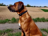 Rhodesian Ridgeback LOSH pour saillie