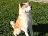 Akita Inu LOF de 3 ans pour saillie