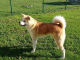 Akita Inu LOF de 3 ans pour saillie