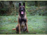 Berger belge malinois