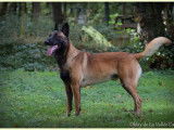 Berger belge malinois