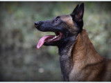 Berger belge malinois