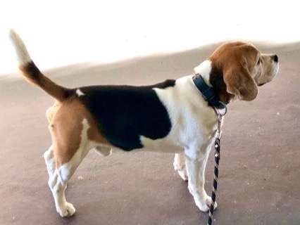 Recherche une femelle Beagle pour saillie
