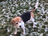 Proposition saillie Beagle