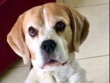 Proposition saillie Beagle