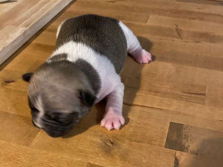 bebe choux 2