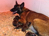 2 femelles Bergers Belge Malinois pedigree losh