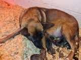 2 femelles Bergers Belge Malinois pedigree losh